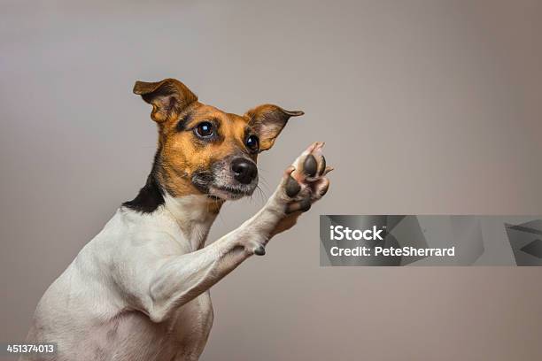 Little Dog Giving A Highfive Stock Photo - Download Image Now - Dog, Paw, High-Five