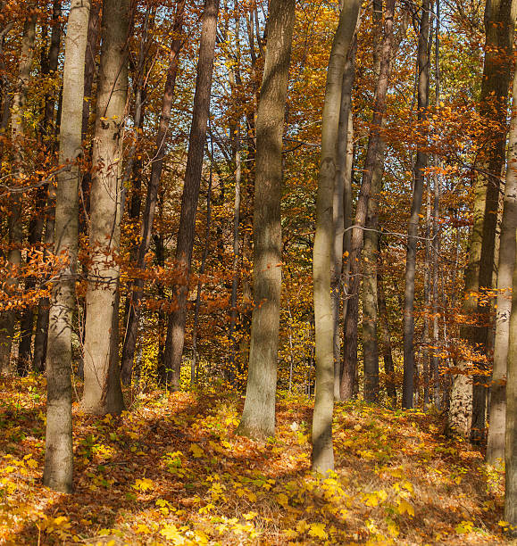 floresta de outono - unevenly imagens e fotografias de stock