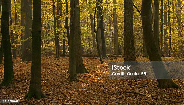 Осенний Лес — стоковые фотографии и другие картинки Ёлочная ветка - Ёлочная ветка, Без людей, Буковое дерево