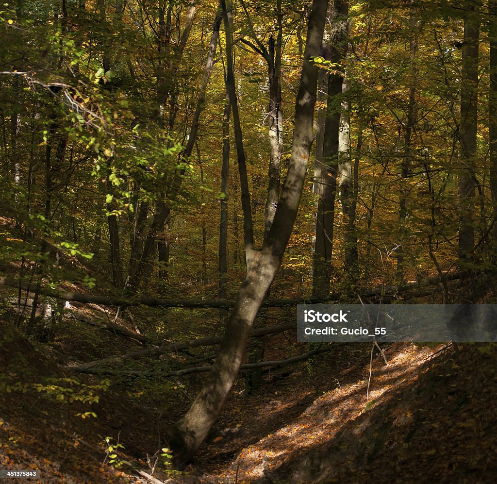 Foresta autunnale - Foto stock royalty-free di Albero