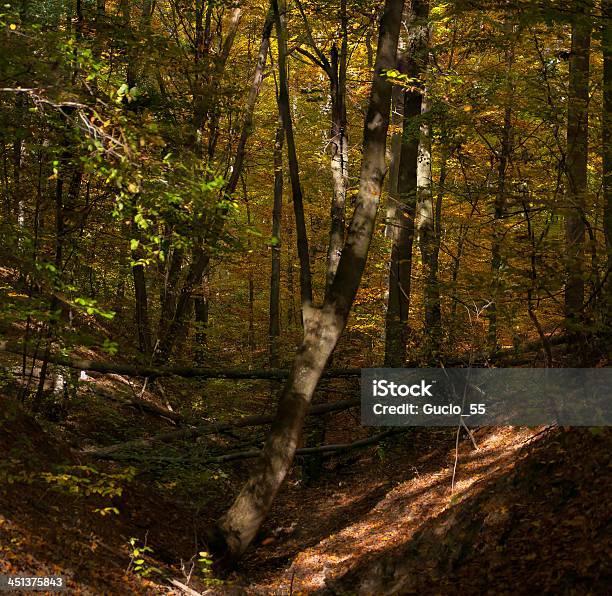 Foresta Autunnale - Fotografie stock e altre immagini di Albero - Albero, Albero deciduo, Ambientazione esterna