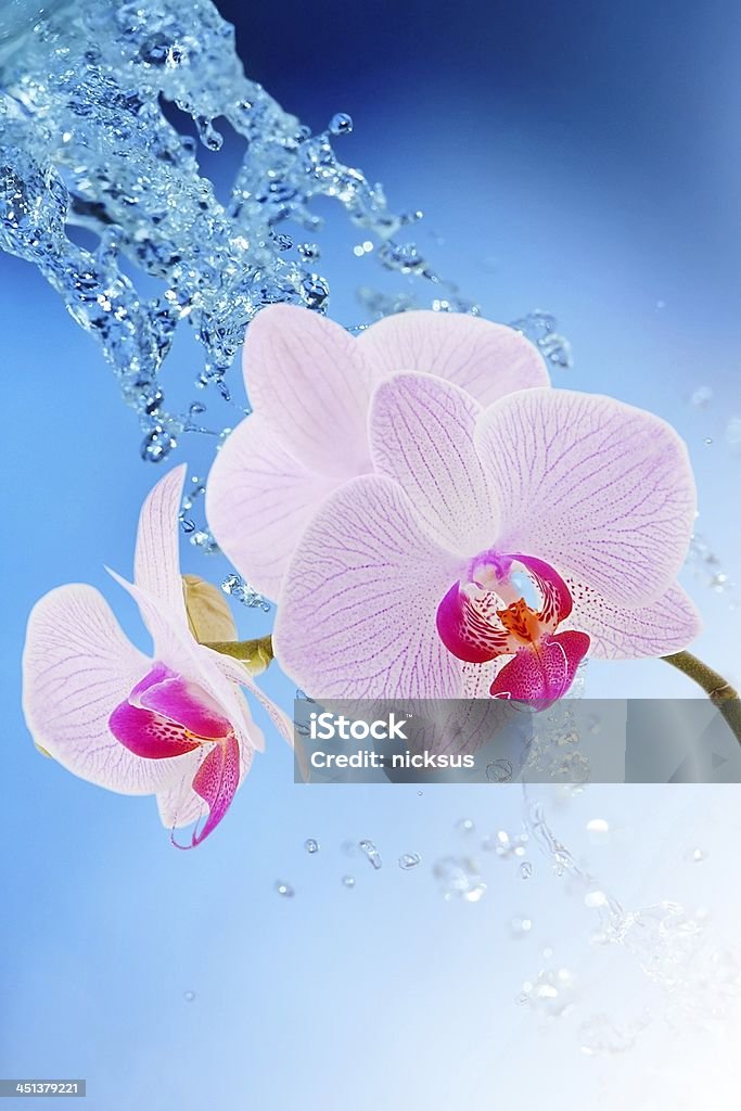 Орхидея на воде фон - Стоковые фото Без людей роялти-фри