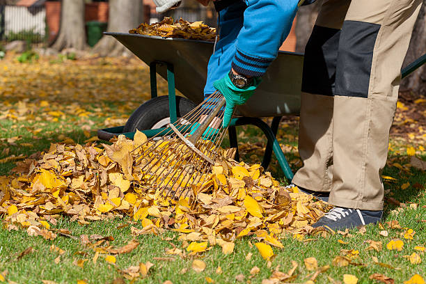 Man raking the leaves stock photo