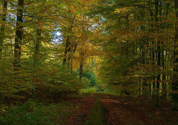 autunno strada forestale e - leaf autumn leafes tree foto e immagini stock