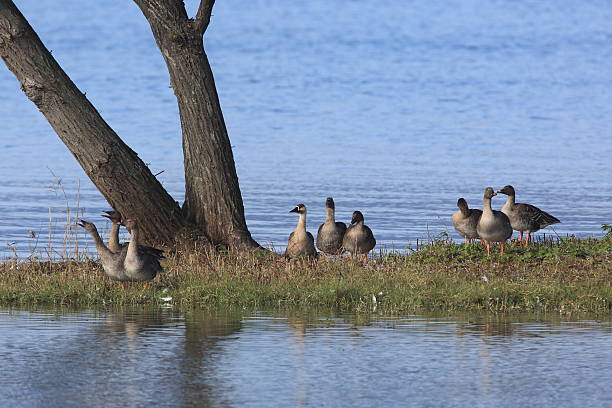istock Wild goose by the lake 451407499