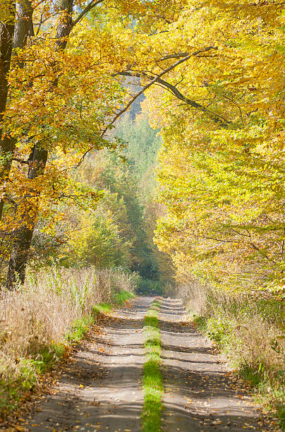floresta de outono e estrada - unevenly imagens e fotografias de stock