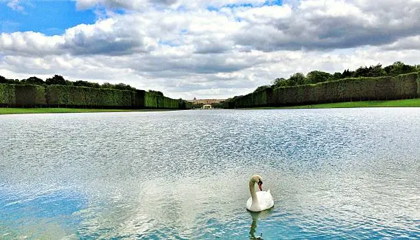 Swan posing in the lake in front of Chateau de Versailles.