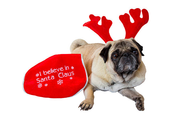 istock Beige Pug Wearing Christmas Attire 10 451409949