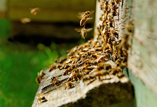 istock Bees at the entrance. 451410053