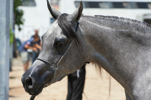 Arabian and Egyptian horse show in Salerno