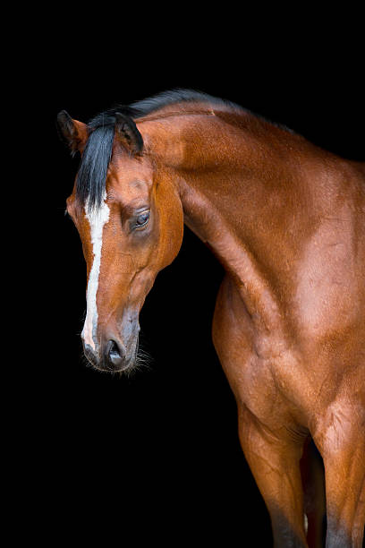 istock Brown horse head isolated on black, Holstein stallion. 451411375