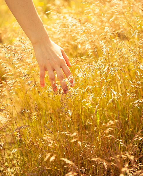istock woman's hand touching the blades of grass at sunset 451411437