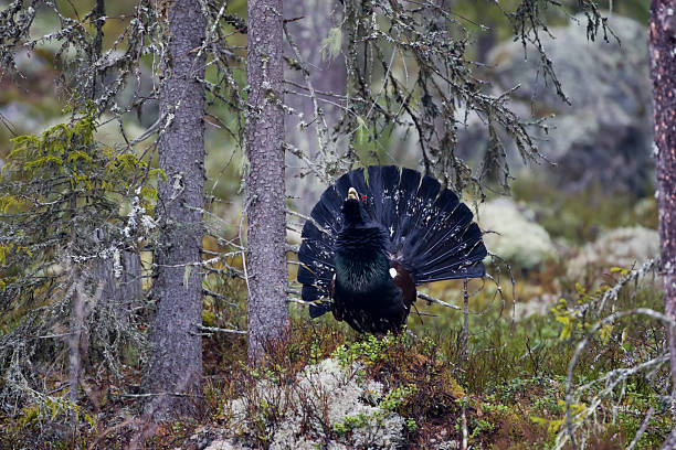 Capercaillie, Capercaillie, Capercaillie, Western Capercaillie stock photo
