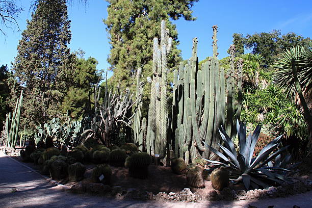 istock Beautiful Cactus in the Garden 451412205