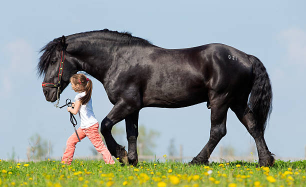 istock Child and big black horse walking in pasture. 451414809