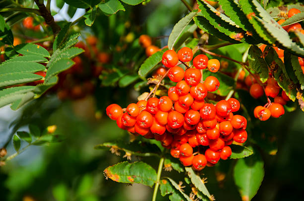 istock Sorbus aucuparia, rowan or mountain-ash 451415523