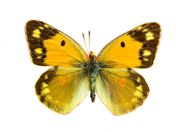 istock Arethusana arethusa 451415625