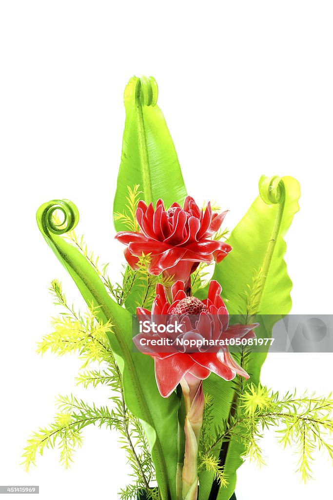 Flor Tropical de etlingera elatior rojo - Foto de stock de Asia libre de derechos