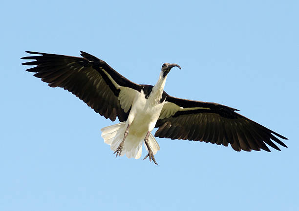 Ibis coming in to land stock photo