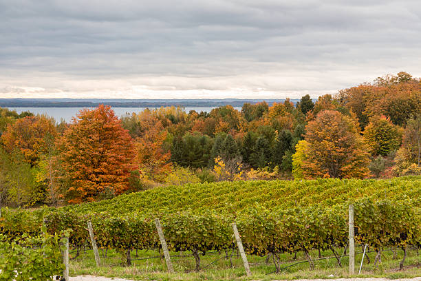 istock Michigan: Vineyard at Harvest with Fall Colors 451419519