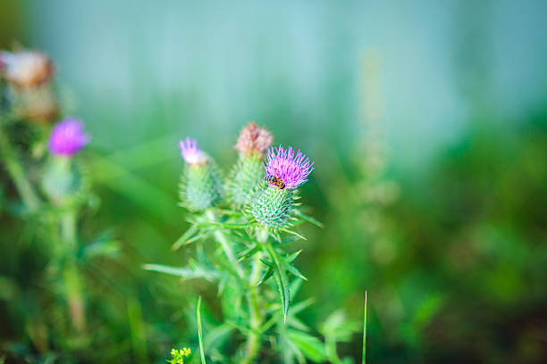 Thistle Thistle in a field thorn bush stock pictures, royalty-free photos & images