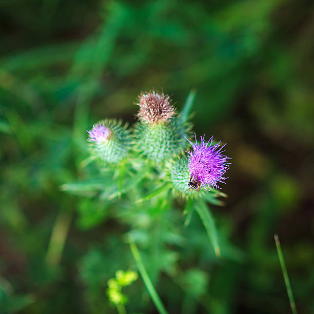 Thistle Thistle in a field thorn bush stock pictures, royalty-free photos & images