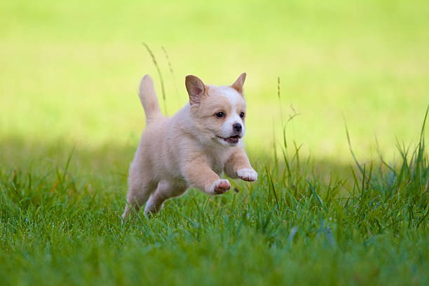 istock Puppy in full action 451425641
