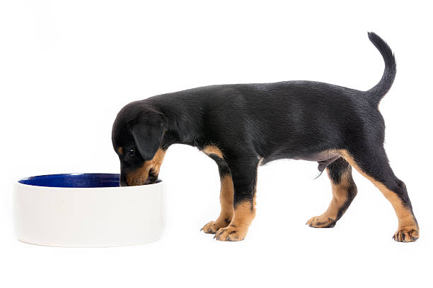 istock Dinner Time for german hunt terrier puppy 451425971