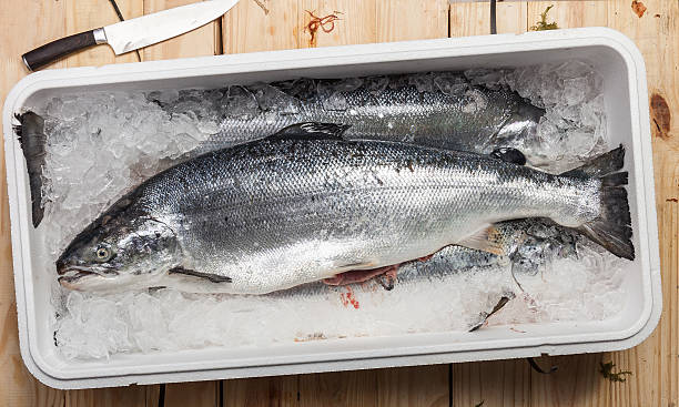 whole salmons lying on ice