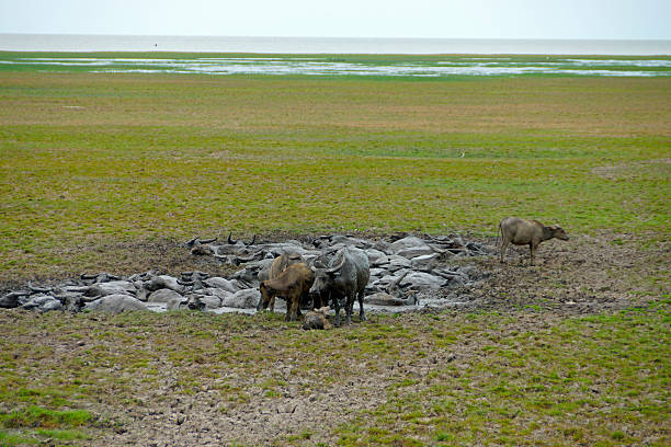 istock Water buffalo in the mud. 451428337