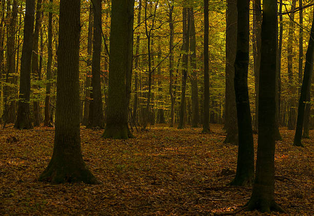 foresta autunnale - leaf autumn leafes tree foto e immagini stock