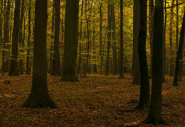 floresta de outono - unevenly imagens e fotografias de stock