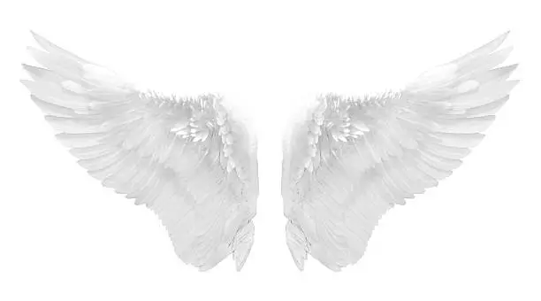 Photo of white angel wing isolated