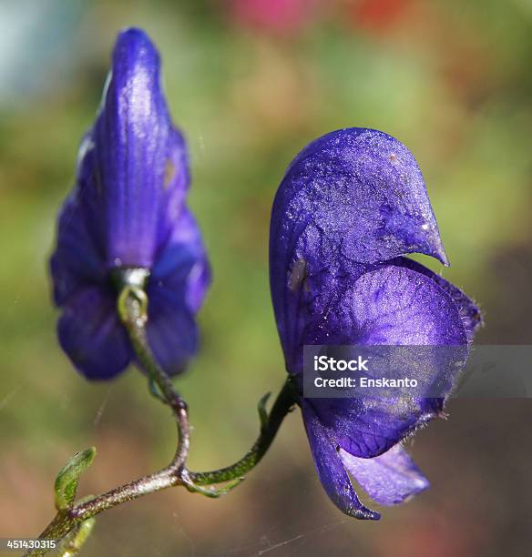 Acónito Napellus - Fotografias de stock e mais imagens de Acónito - Acónito, Ao Ar Livre, Beleza