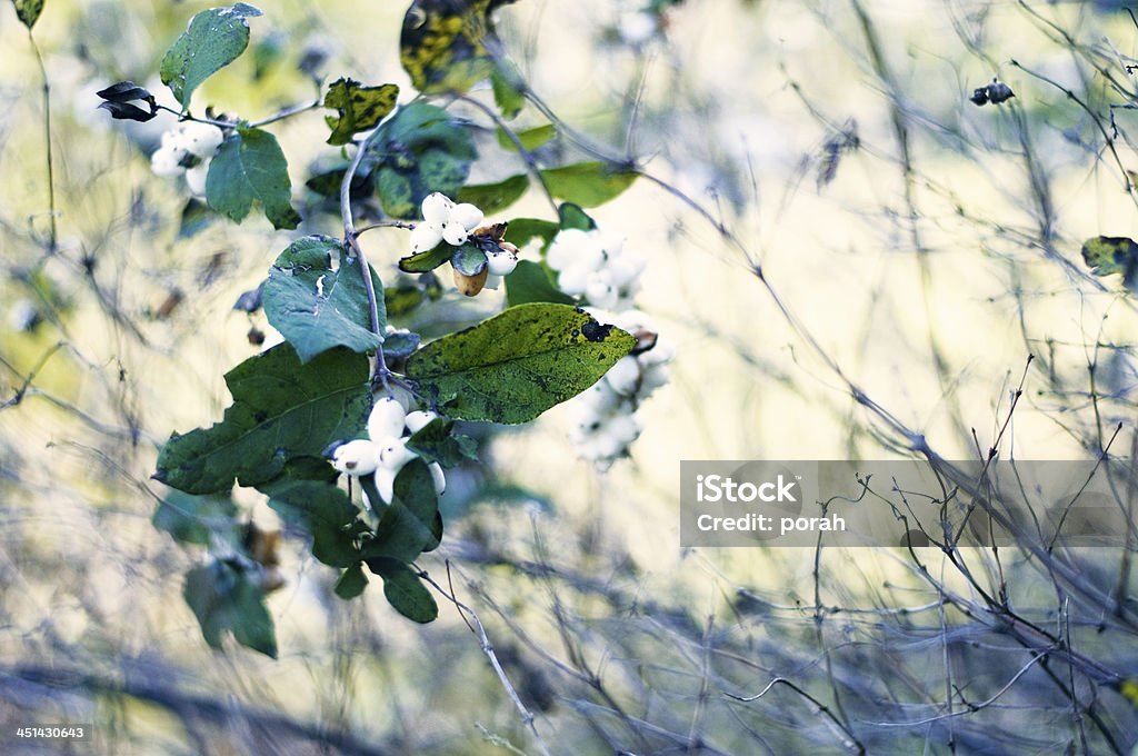 Plant Plants in an arboretum. Abstract Stock Photo