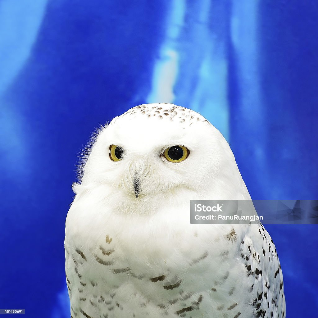 Snowy Owl Snowy Owl (Bubo scandiacus), face profile Animal Stock Photo