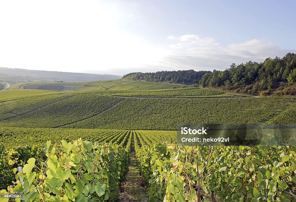 Vineyards of Chablis vines, Auxerre Burgundy (France) Chablis Wine Stock Photo