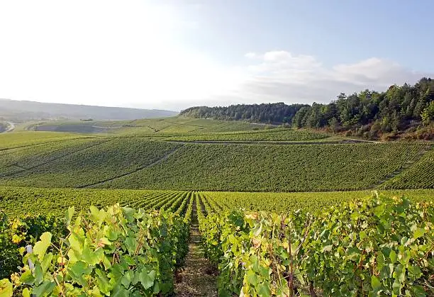 vines, Auxerre Burgundy (France)