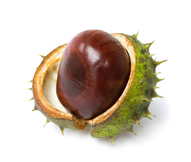 Conker Horse Chestnut Tree - Free photo on Pixabay