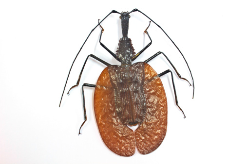 insect from Thailand  violin or fiddler beetle shot on a white background