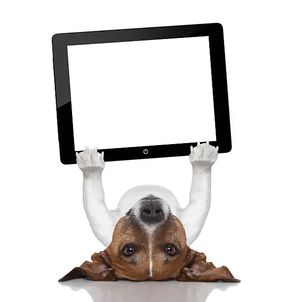 Photo of Graphic of a dog lying supine while holding up a tablet