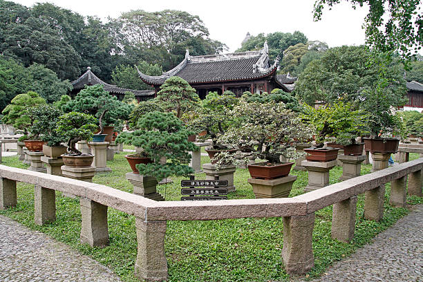 Bonsai trees in the Classical Gardens of Suzhou, China