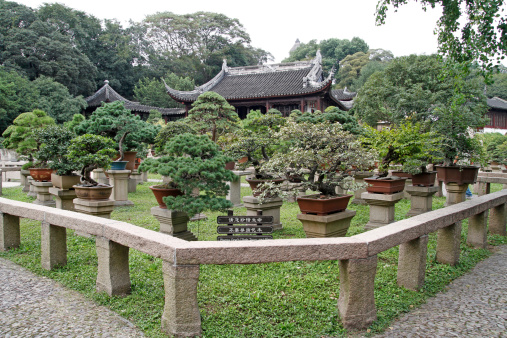 Bonsai trees in the Classical Gardens of Suzhou, China