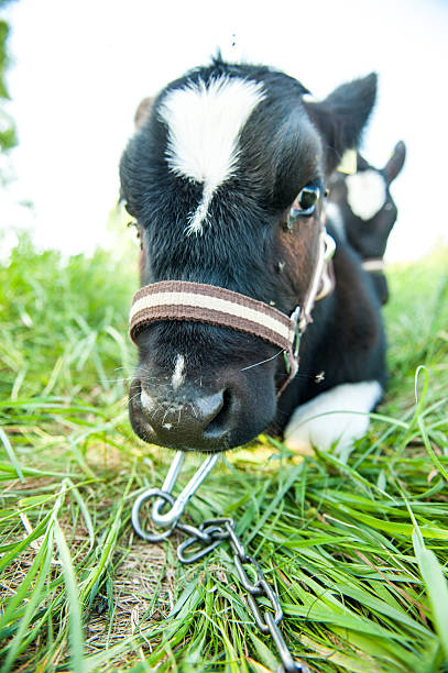 istock calves in the meadow race hf 451530795