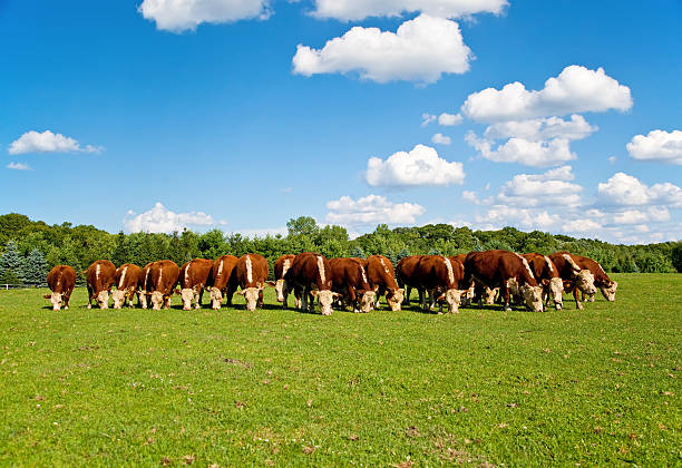 Hereford Cows Grazing in a Row stock photo