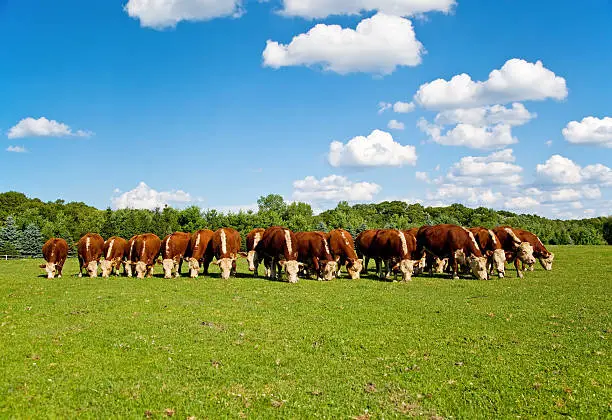 Herd of Hereford cattle grazing in a row on a summer afternoon.