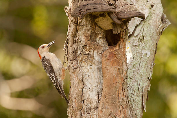 Cтоковое фото Красный bellied Woodpecker придает пищи до chicks