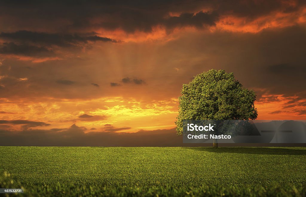 Lonely tree Lonely tree on the empty field at the sunset Oak Tree Stock Photo