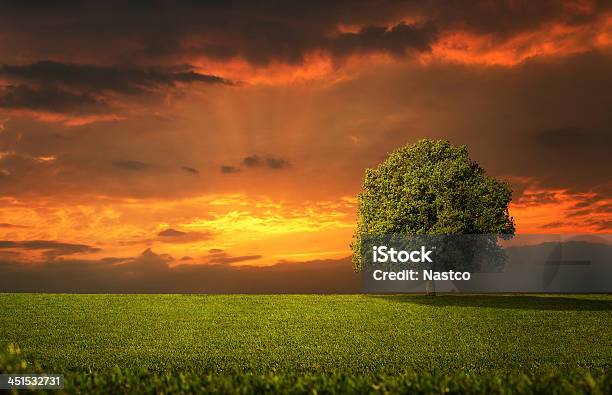 Lonely Tree Stock Photo - Download Image Now - Oak Tree, Sunset, Tree