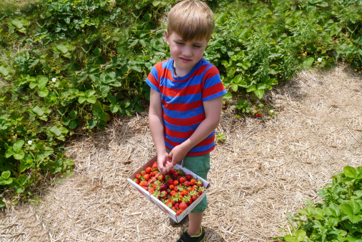 Young Boy picking Strawberries at a farm during summerClose up of Young Boys hands picking Strawberries at a farm during summer